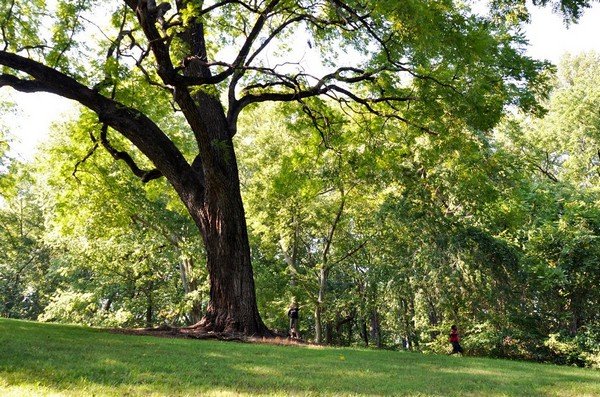 Nội Thất Gỗ Óc Chó Có Tốt Không Mà Nhà Nào Cũng Dùng? 21 Gỗ Óc Chó Thuộc Loại Cây Gỗ Cứng, Thường Rụng Lá Vào Mùa Thu Và Mùa Đông