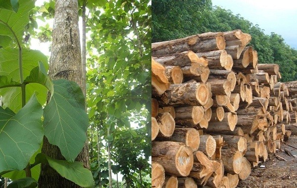 Đặc điểm gỗ tếch trong thiết kế nội thất đồ gỗ 11 Đặc Điểm Của Gỗ Teak