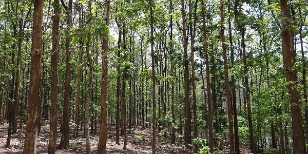 Đặc điểm gỗ tếch trong thiết kế nội thất đồ gỗ 10 Nguồn Gốc Gỗ Teak