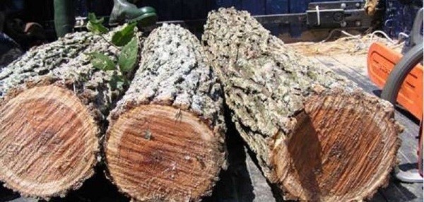 Gỗ Cây Du Trong Thiết Kế Nội Thất 9 Gỗ Du