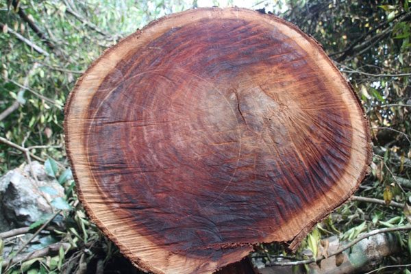 5 Cách Nhận Biết Gỗ Nghiến Dễ Dàng 11 Đường Vân Gỗ Rất Đặc Biệt