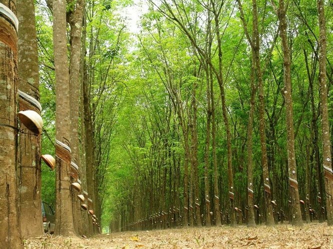 Gỗ cao su - nguyên liệu sản xuất đồ nội thất không thể thay thế 13 Cây Cao Su Là Một Loại Cây Trồng Phổ Biến Và Rất Hữu Ích