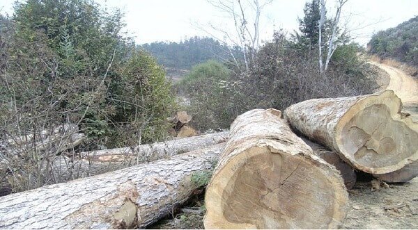 gỗ dổi có nhiều ưu điểm