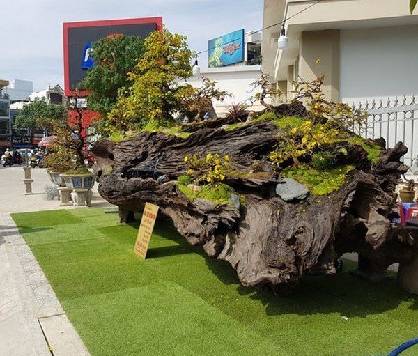 Đại gia chắc gì đã mua được gỗ sao! 14 Giá Trị Khủng Khiến Nhiều Người Mơ Ước