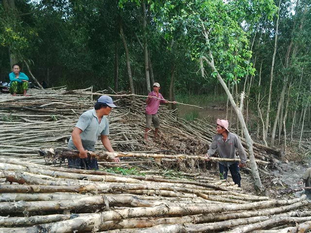 Đồ nội thất gỗ keo có tốt không? 15 Cây Keo Là Loại Cây Dễ Chịu