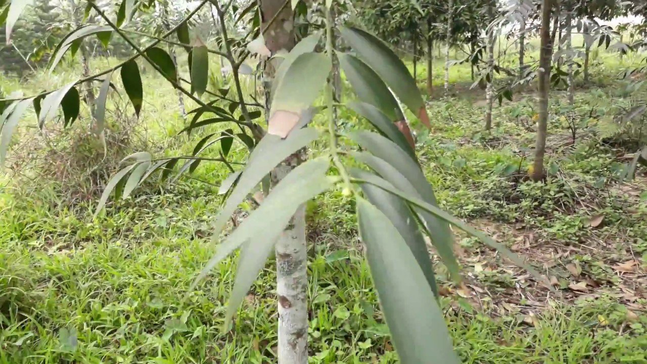 Đồ nội thất làm từ gỗ kim giao có gì đặc biệt 10 Cây Kim Giao - Tên Khoa Học Được Gọi Là Nageia Fleuryi
