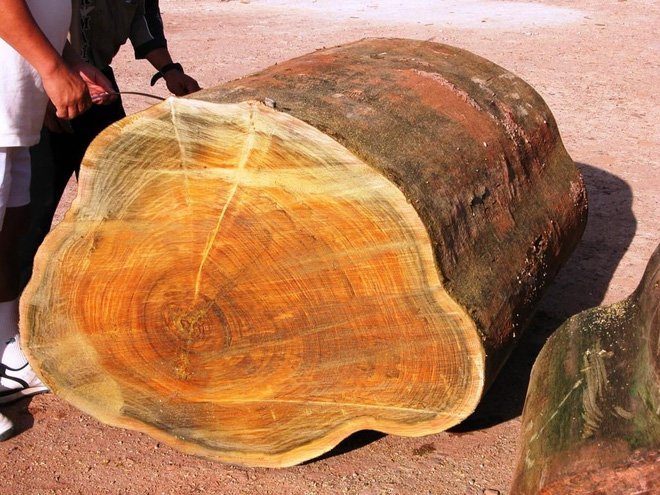 Đồ nội thất làm từ gỗ kim giao có gì đặc biệt 11 Gỗ Nhẹ, Màu Trắng Sáng, Mịn Và Có Nhiều Đường Vân Đẹp
