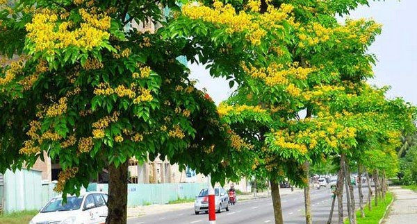 Có những loại gỗ hương nào? Cách nhận biết gỗ hương 18 Gỗ Quý Hiếm