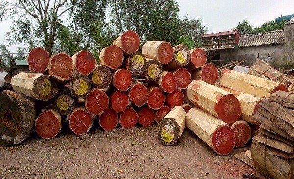 Có những loại gỗ hương nào? Cách nhận biết gỗ hương 20 Gỗ Giáng Hương Có Giá Trị Và Giá Thành Cao