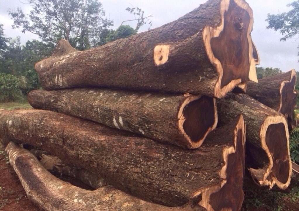 Gỗ muồng đen có bền không? Có đắt không? 10 Go-Muong-Den-Co-Ben-Khong-Co-Dat-Khong