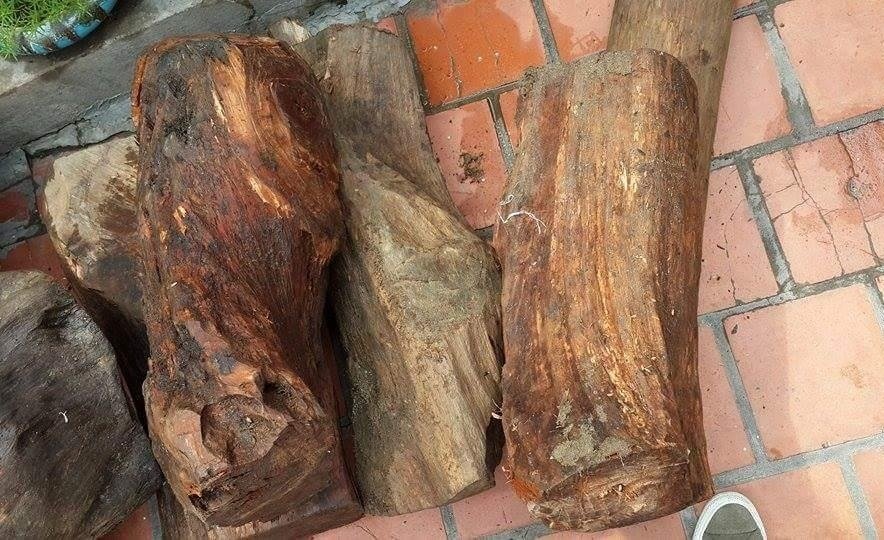 Gỗ Ngọc Am Có Nhiều Công Dụng Hơn Bạn Nghĩ! 10 Gỗ Ngọc Am Là Loài Cây Lấy Gỗ Lớn, Thuộc Họ Đậu