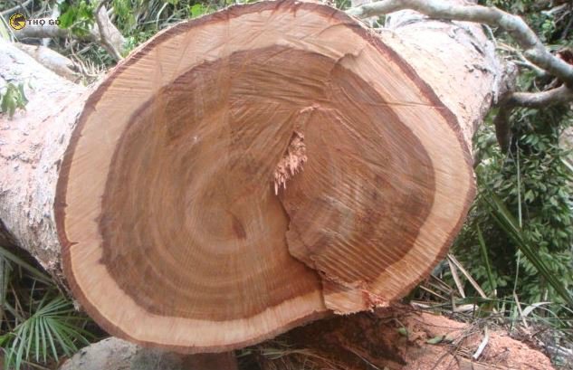 Gỗ Xoan Ta Có Tốt Hơn Gỗ Xoan Rừng Không? 11 Vân Gỗ Xoan Đào Có Ưu Điểm Là Rất Đồng Đều Và Rõ Nét