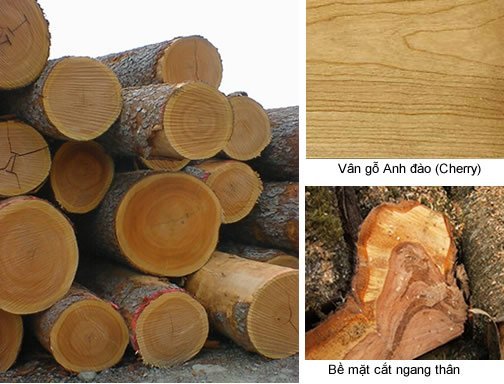 Những ứng dụng của gỗ cherry (gỗ anh đào) 11 Gỗ Anh Đào Mềm Và Nhẹ, Nên Chúng Dễ Dàng Được Cắt Xẻ Ra Bằng Máy